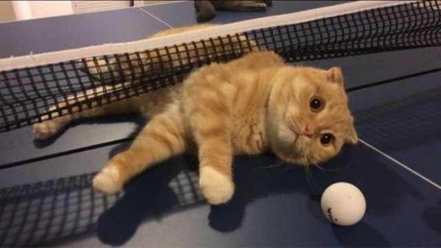 Котик - настольный теннис фото